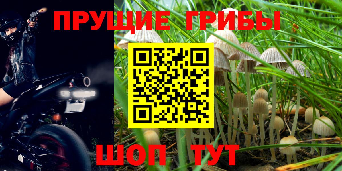 Псилоцибиновые грибы мухоморы  Галлюциногенные грибы Psilocybine cubensis  Камышлов 